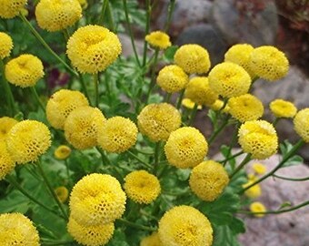 Matricaria Rec Seed Etsy Matricaria Rec Seed Etsy