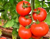 30 Money Maker Tomato Seeds- -SOLANUM LYCOPERSICUM- Non GMO (Heirloom Variety) Enjoy Deep Red Sweet Tomatoes A095