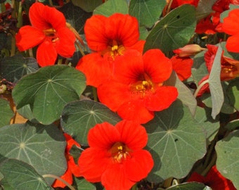 Könnte beinhalten: Nahaufnahme von leuchtend orangefarbenen Kapuzinerkresse-Blüten, die zwischen grünen Blättern blühen. Die Blüten haben ein zartes, gekräuseltes Aussehen und sind in voller Blüte.