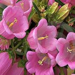 50 Rare Canterbury Bells Rose-Pink Flower Seeds-Campanula Medium-Cup and Saucer Rose-Pink Flower-Elegant Biennial Lovely Blooms-B454 image 3