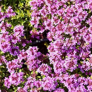 1000+ Wild Thymus Puleglioides Seeds-Creeping Lemon Thyme-THYMUS PULEGLIOIDES -B197-Bertram Anderson- Larger broadleaf Thyme