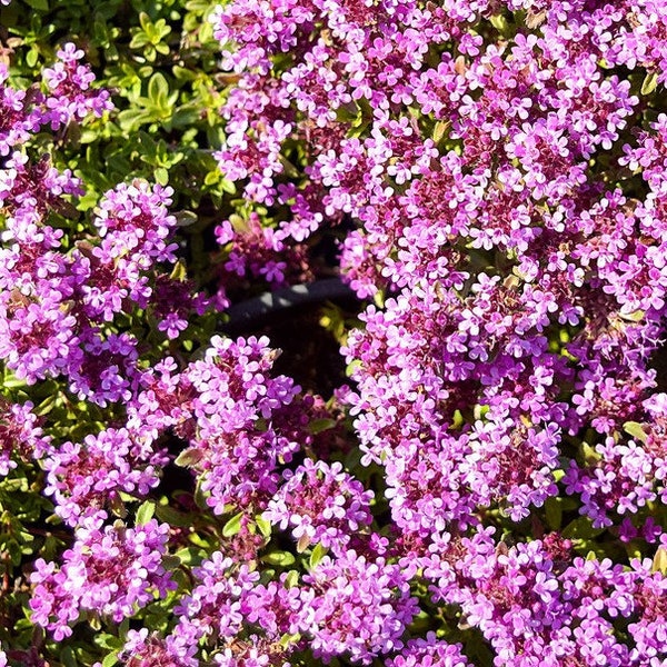 1000+ wilder Thymus Puleglioides Samen-schleichender Zitronenthymian-THYMUS PULEGLIOIDES -B197-Bertram Anderson- Größerer breitblättriger Thymian