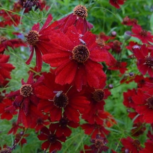 50+ Coreopsis Tinctoria Zwerg Rote Blumensamen-B214-Mahagoni Midget-Hellrotes Jährliches