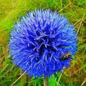 Può includere: Primo piano di un fiore di cardo blu a forma di globo con un piccolo insetto sopra.