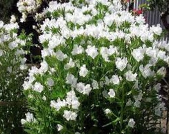 30+ Viper's Bugloss White Flower Seeds- Echium Plantagineum -Rare Biennial Flower -White Bedder- Echium Vulgare-Rare Biennial Flower-B391
