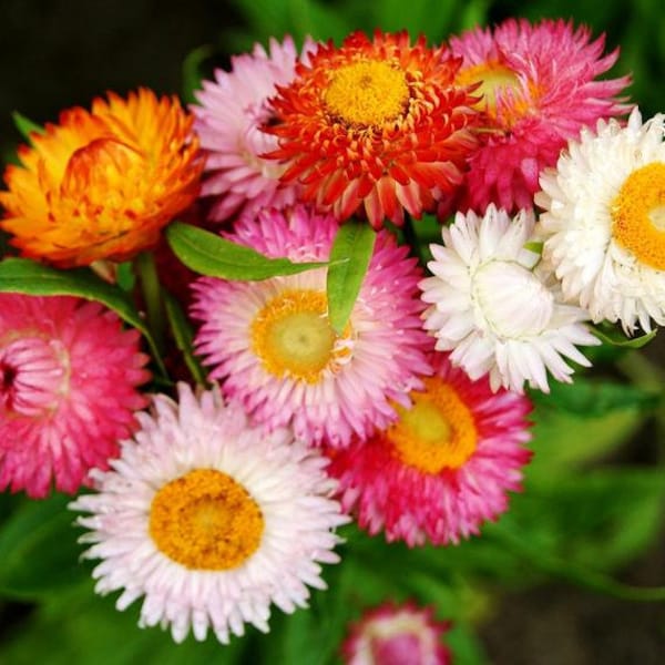 100+ Strohblumen Helichrysum Gemischte Blumensamen- Xerochrysum Bracteatum- Jahresblumen---B146