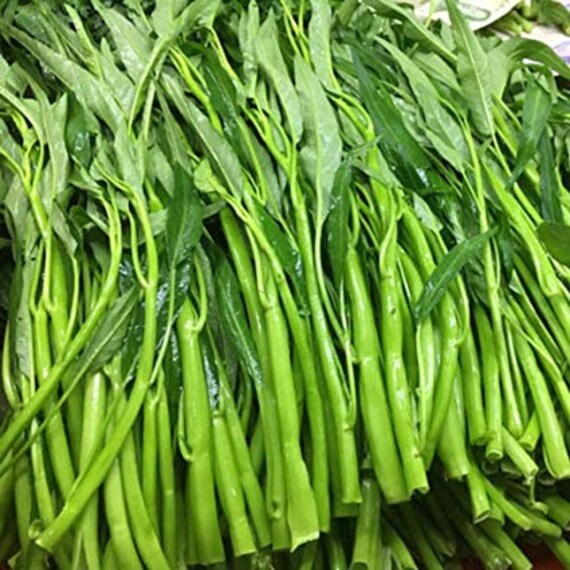 30Pcs Seed Thai Water Spinach Kangkong Vegetable Heirloom Organic Swamp Cabbage 30Pcs Seed Thai Water Spinach Kangkong Vegetable Heirloom Organic Swamp Cabbage