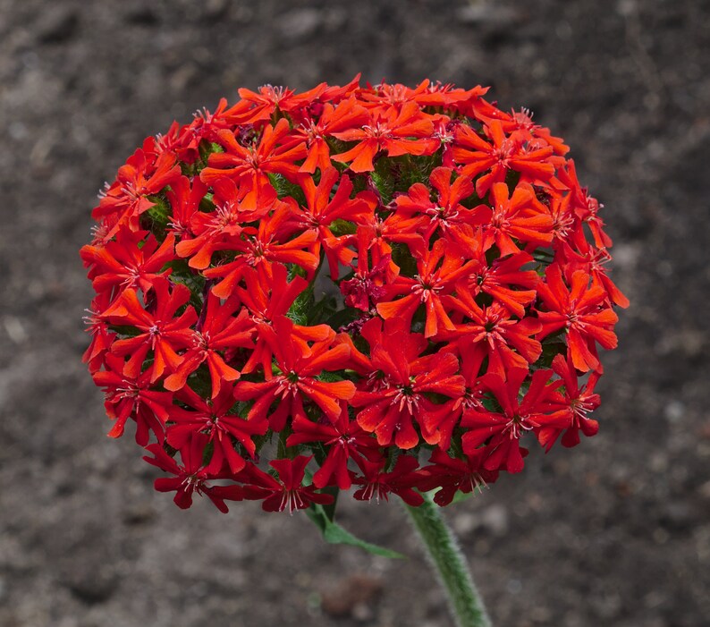 100 Maltese Cross Flower Seed-Lychnis Chalcedonica-Jerusalem Cross-Dusky Salmon-Excellent Perennial-Magnet for Butterflies/Hummingbird-B447 image 6