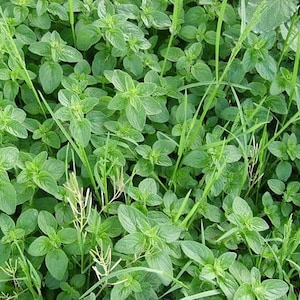 Puede incluir: Una imagen de primer plano de un parche de orégano verde que crece en un jardín. El orégano es exuberante y saludable, con muchas hojas.