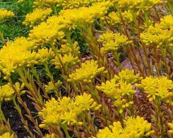 50+ Semillas- Sedum Ellacombianum Semillas-Perenne tolerante a la sequía-C092