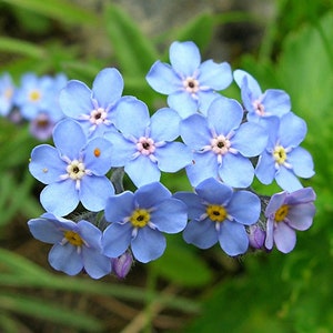 200+ Forget me not Seeds-Myosotis Sylvatica Seeds-Blue Forget me not-B648-Easy to grow excellent Perennial