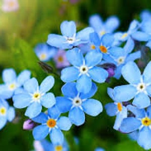 100+ Alpine Forget me not Blue Flower Seeds - Blue Alpine forget me not Flower-Myosotis Alpestris-B492