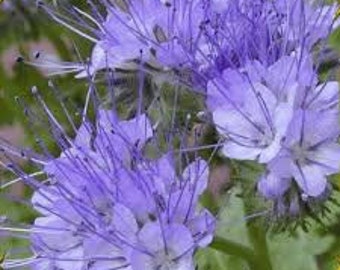 200+  Lacy Phacelia Flower Seeds-PHACELIA TANACETIFOLIA- Bee attracting Annual Wildflower--B365