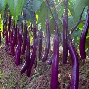 50 Organic Long Purple Eggplant Seeds Solanum Melongena Non GMO Heirloom Variety-A122 image 1