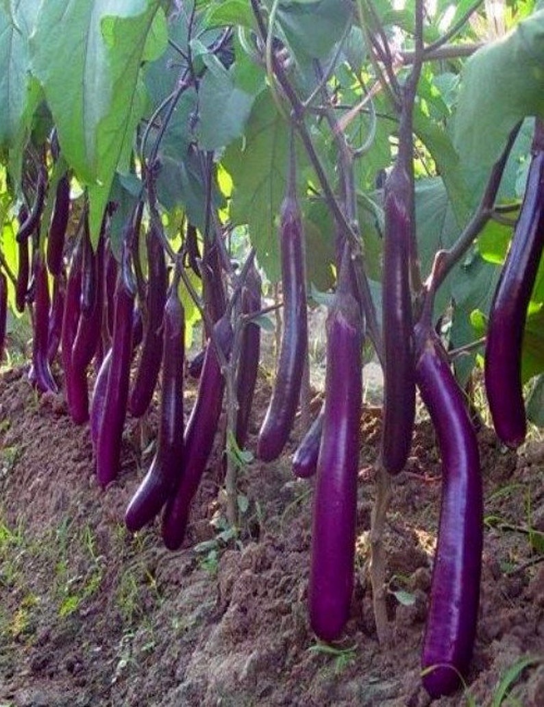 50 Organic Long Purple Eggplant Seeds Solanum Melongena Non GMO Heirloom Variety-A122 image 1