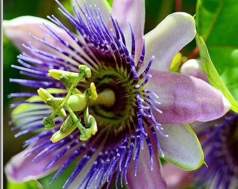 20+ Exotic Passion Flower Seeds- PASSIFLORA CAERULEA-Blue Crown Passion Flower- Common passion flower-B090