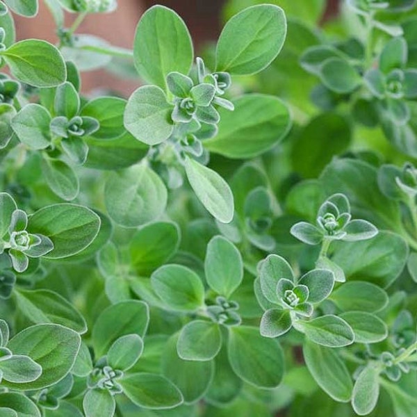 100+ Organic Sweet Marjoram Herb Seeds- G066- ORIGANUM MAJORANA- Key Culinary ingredient in many exotic dishes