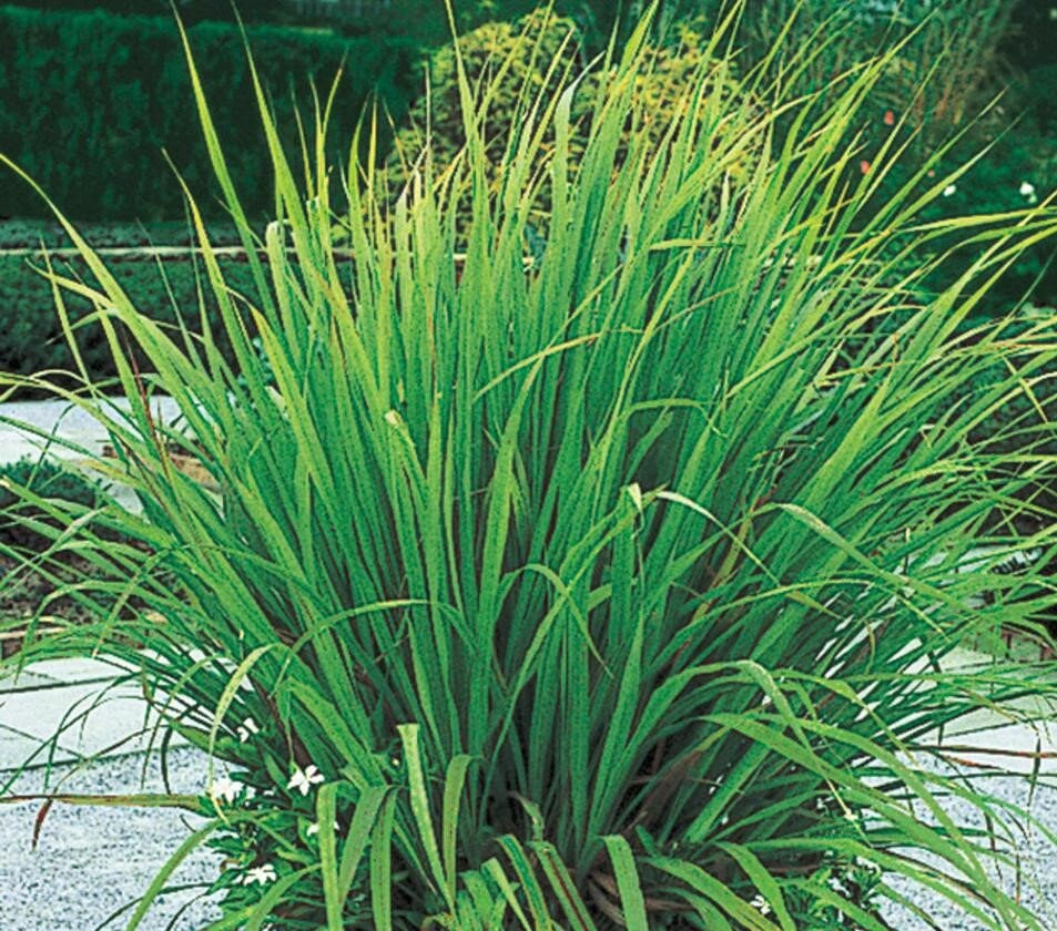 50 Lemon Grass Plant Seedshighly Beneficial Etsy Canada