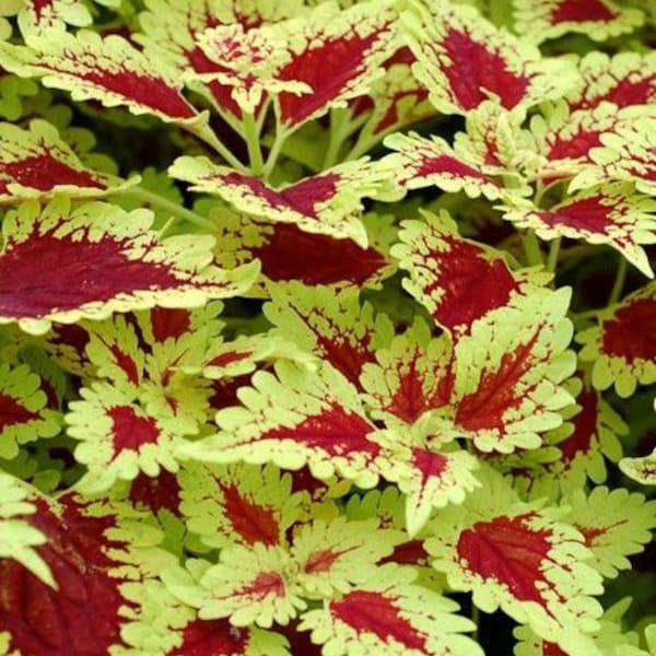 50+ Ornamental Coleus Plant Seeds--Beautiful for Home and Garden--SOLENOSTEMON SCUTELLARIOIDES----G027