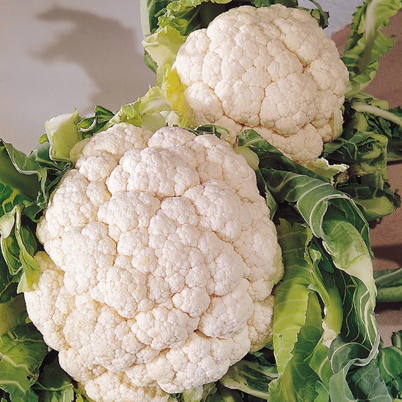 Cavolfiore PALLA DI NEVE / Natalino - FINCO Agricoltura Srl - Foto 6