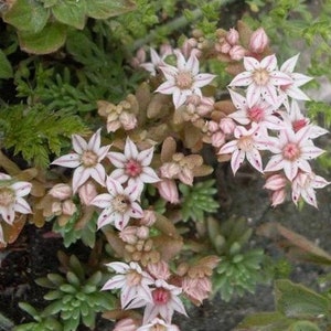 50+ Spanische SteinkristallSamen-SEDUM HISPANICUM- Dürretolerante Bodenabdeckung Sukkulenten Samen--C077