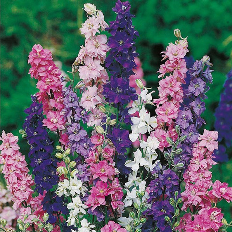 100 Pcs Larkspur Imperial Strain Mix Flower Seeds DELPHINIUM CONSOLIDA-Rocket LarkspurB145 image 2