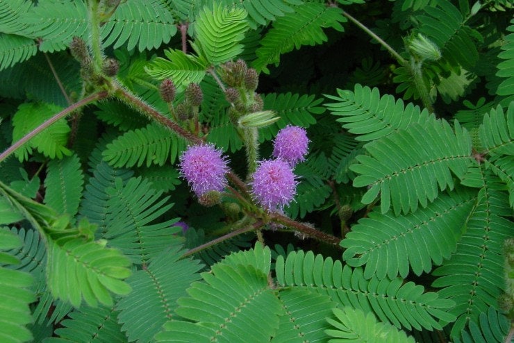 25 Graines De Plantes Sensibles Touchez Moi Non Mimosa Etsy Canada
