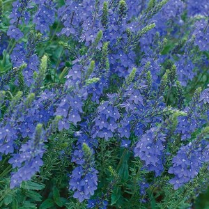 50 Veronica Teucrium Flower Seeds Royal Blue Speedwell-Austriaca-B262-Saw-leaved speedwell-Austrian speedwell Hungarian speedwell image 3