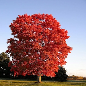 Può includere: Un vibrante acero rosso con un fogliame lussureggiante in pieno colore autunnale contro un cielo azzurro chiaro.