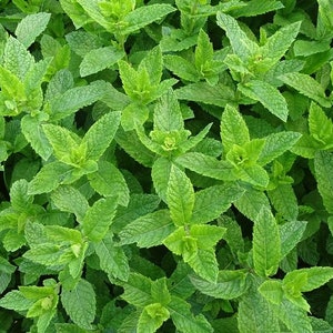 200+ Organic Peppermint Herb Seeds- MENTHA PIPERATA- With Hot, Rich, Mint Sweet Aroma-Greatly Medicinal-G064
