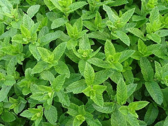 Seed Perennial  hot rich mint aroma Organic  Non-Gmo Herb-Peppermint 25 