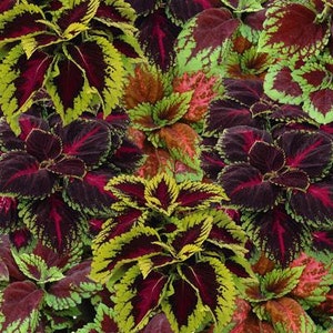 50+ sierplantenzaden-SOLENOSTEMON SCUTELLARIOIDES-Absoluut verbluffend! -G025