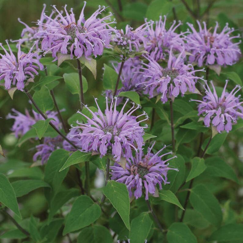 Más de 100 semillas de flores silvestres de bergamota salvaje semillas de bálsamo de abeja MONARDA FistulosaG043 imagen 2