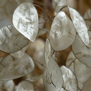 30+ Lunaria-Biennis Alba Flower Seed- Silver Dollar Plant- Money Plant-Annual Honesty----B144