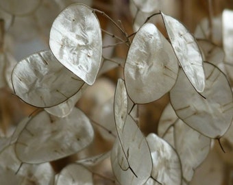 30+ Lunaria-Biennis Alba Blomfrö- Silverdollarväxt- Pengarväxt- Årlig ärlighet----B144