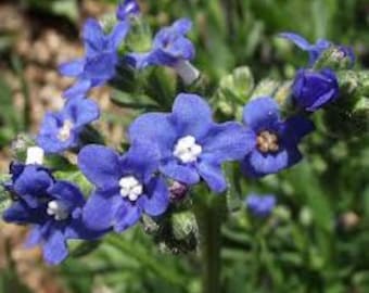 50+ Echium Viper's Bugloss Flower Seeds- Echium Plantagineum-Blue Bedder-Echium Vulgare-Attractive to pollinators- Bienennial-B790
