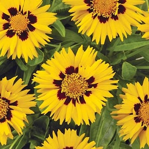50+ Sunfire Coreopsis Glandiflora 多年生花の種----B142