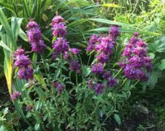 Plus de 200 graines de citron et de mélisse-citron-menthe bergamote-MONARDA CITRIODORA--G086-violet menthe-herbes culinaires et médicinales