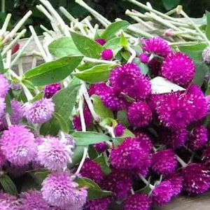 50e Gomphrena Color Blend Flower Seeds- GOMPHRENA GOBOSA- Perfect cut Globe Amaranth Annual Flower----B147