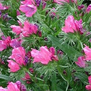 50+ Echium Viper's Bugloss Rose Flower Seeds-Echium Plantagineum-Rose Bedder-Echium Vulgare-Attractive and Classy Biennial-B789