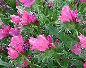 50+ Echium Viper's Bugloss Rose Flower Seeds-Echium Plantagineum-Rose Bedder-Echium Vulgare-Atractivo y elegante Bienal-B789
