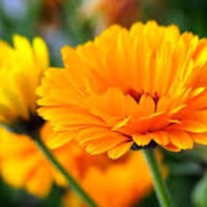 May include: Close-up of two bright orange calendula flowers in bloom. The flowers have a delicate, layered appearance with a slightly darker orange centre.