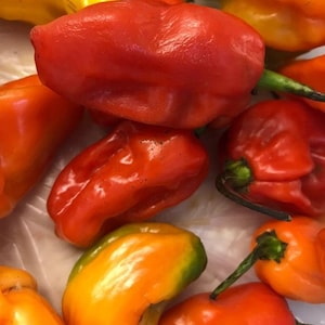 20+ Organic Mix Caribbean Red Hot Pepper Seeds-Capsicum Chinense- A165-Red Hot Pepper-Non GMO