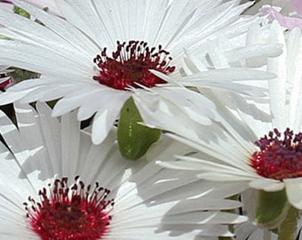 100+ graines-Graines de plantes de glace blanche- Graines de fleurs de marguerite de Livingstone-Dorotheanthus bellidiformis-Tolérant à la sécheresse-Annuelle-B109