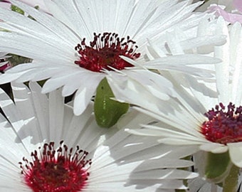 100+ Seeds-White Ice Plant seeds- Livingstone Daisy Flower Seeds-Dorotheanthus Bellidiformis-Drought Tolerant-Annual-B109