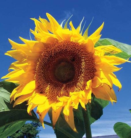 50+ Peredovic Sunflower Seeds - Very Tall Flower- Organic Heirloom