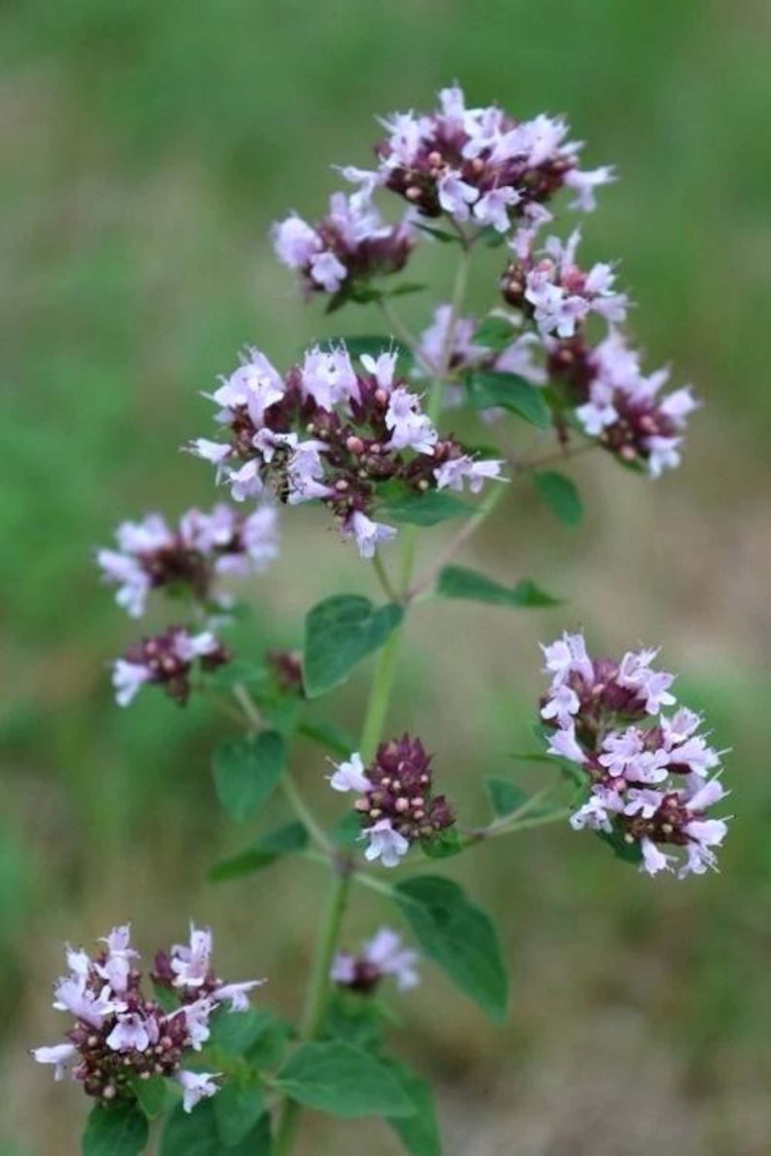 100 Organic Wild Marjoram Plant Seed Oregano Italian Wild Etsy