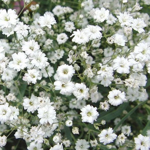200+ Baby's Breath Gypsophila Flower Seeds- GYPSOPHILA ELEGANS-B046
