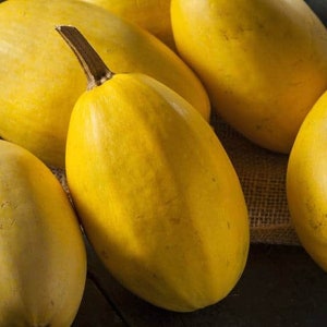 20+ Organic Spaghetti Squash Seeds- Heirloom Seeds-Cucurbita Pepo -A174
