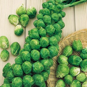 100+ semi di ortaggi biologici di cavoletti di Bruxelles- Sweet Brussel's Sprout Vegetable- varietà cimelio- Brassica oleracea--A003